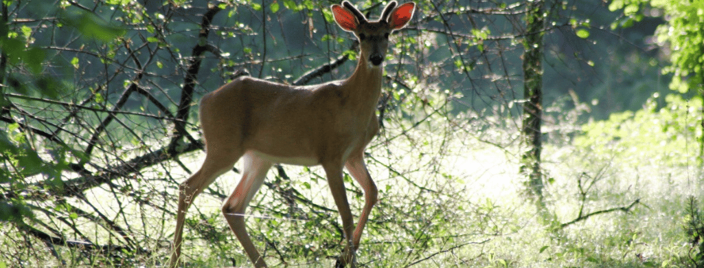 An image of a antlerless deer you can hunt when hunting in West Virginia