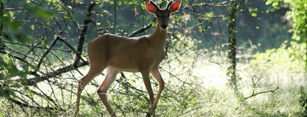 hunting-in-west-virginia