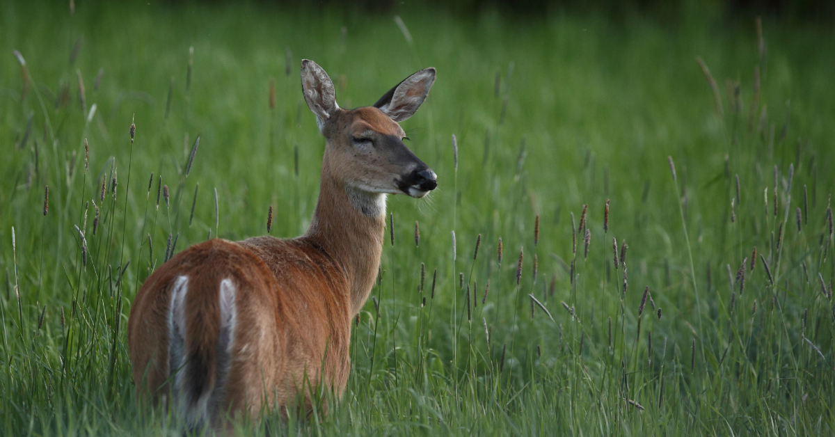 An image of antlerless deer in the middle of grassland