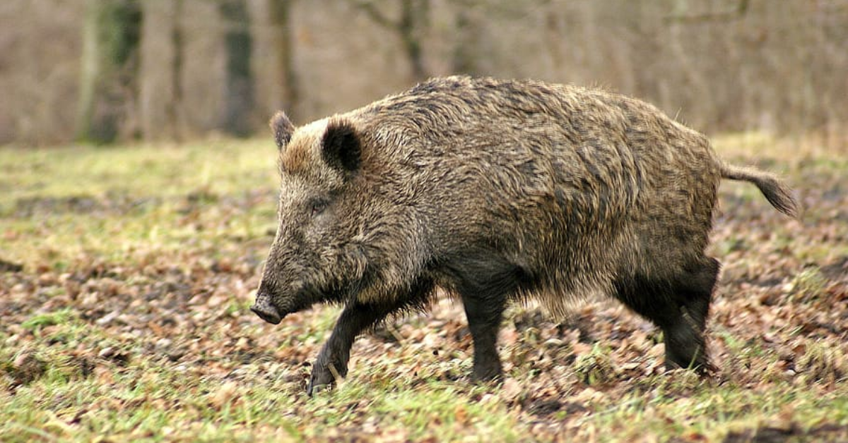 An image of a hog for wild hog hunting