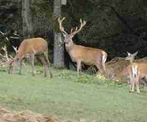 An image of antlered and antlerless deer in the field