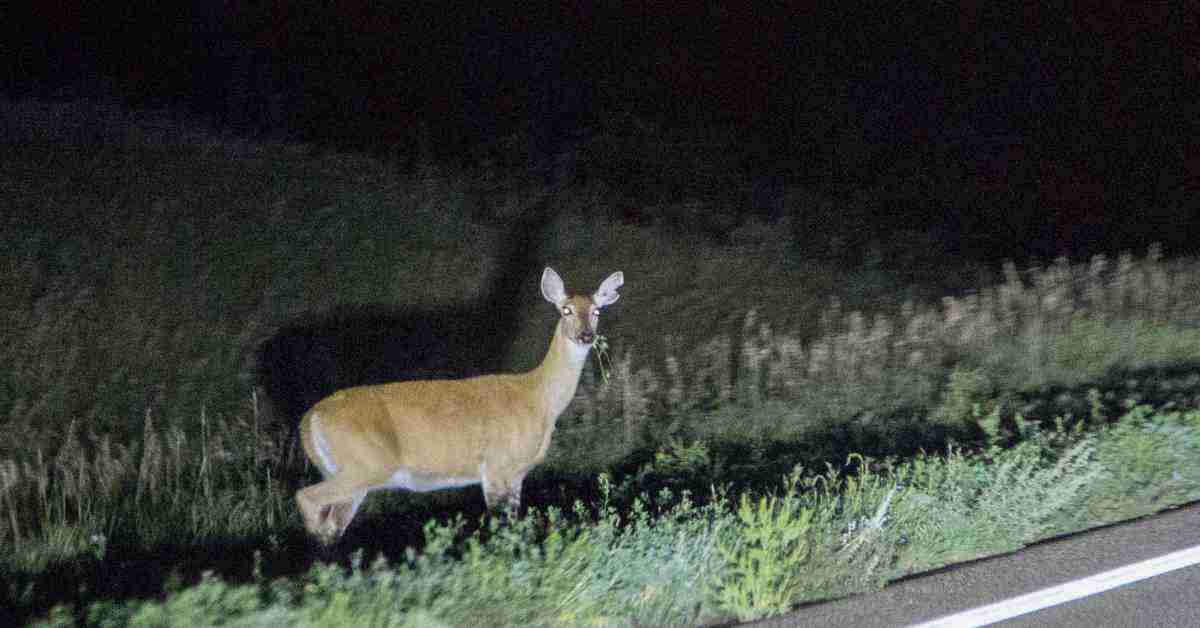 An image of a deer at night, answering the question "Are deer nocturnal?"
