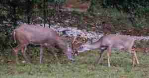 An image of two deer gathered on the scattered best deer attractant