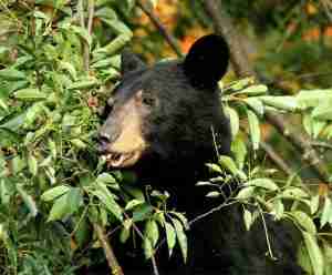 An image of a black bear chewing a leaf on the tree