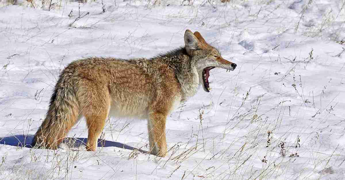 An image of coyote responding to a coyote call from a hunter