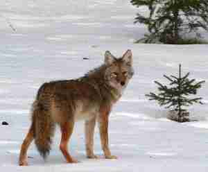An image of a coyote roaming in the snow