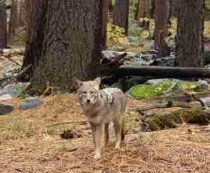 An image of a coyote on the woods