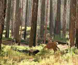 An image of two deer eating in the woods during daytime