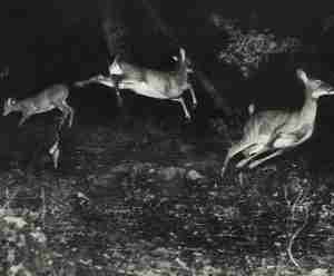 An image of group of deer being active during twilight, taken in a trail camera
