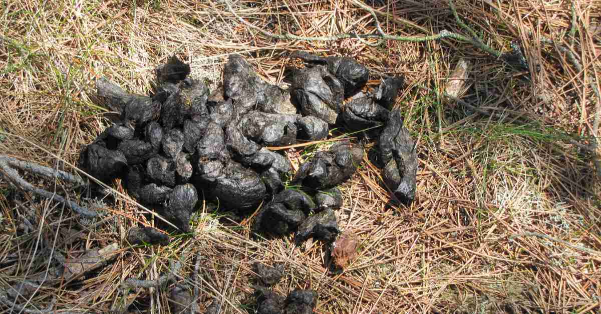 An image of a bear poop or bear scat scattered on the ground