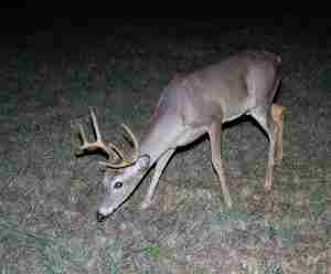 An image of a nocturnal deer eating grass during nightime