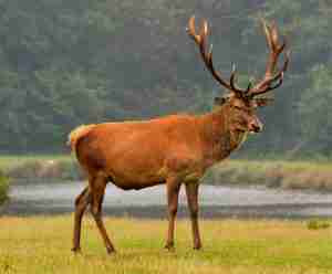An image of a large red deer on a field