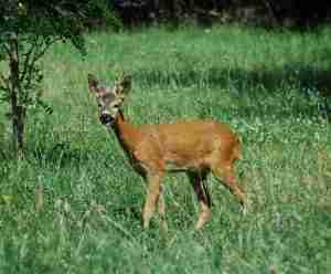An image of a roe deer on the grassland