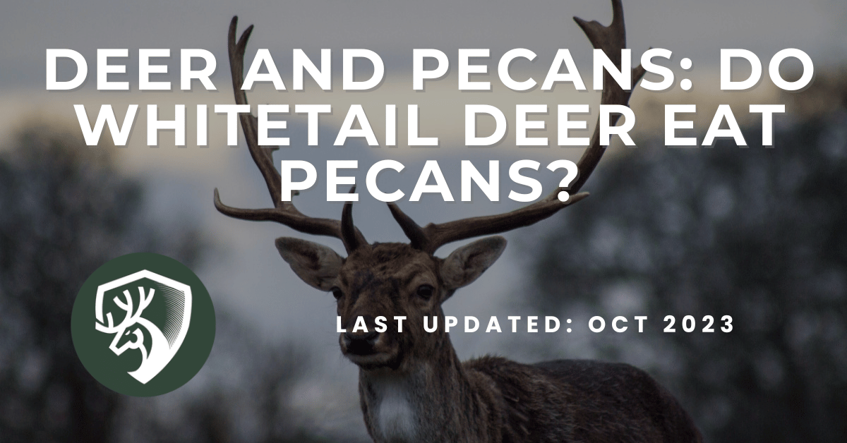 A deer hunting guide answering the question, "Do whitetail deer eat pecans?"