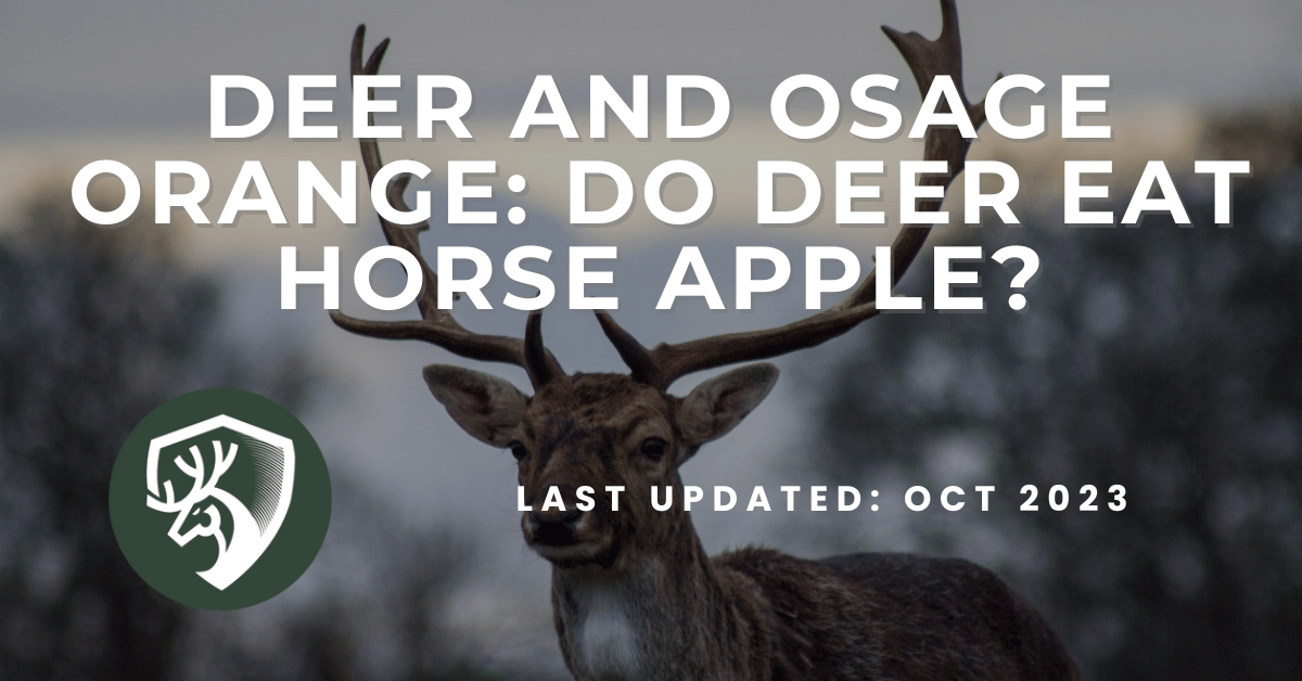 A deer hunting guide answering the question, "do deer eat horse apple?"