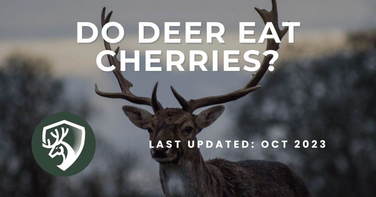 A deer hunting guide answering the question, "do deer eat cherries?"