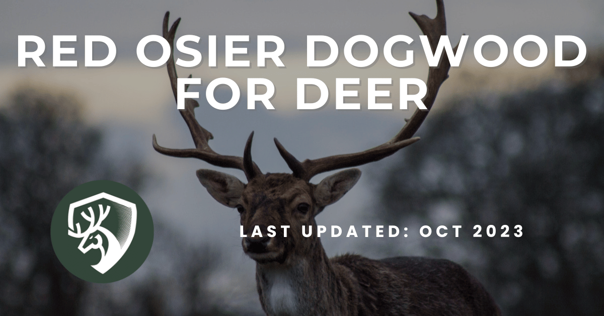 Planting a Red Osier Dogwood for deer hunting