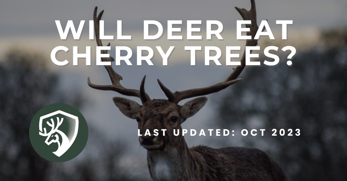 A guide answering the question, "Will deer eat cherry trees?"